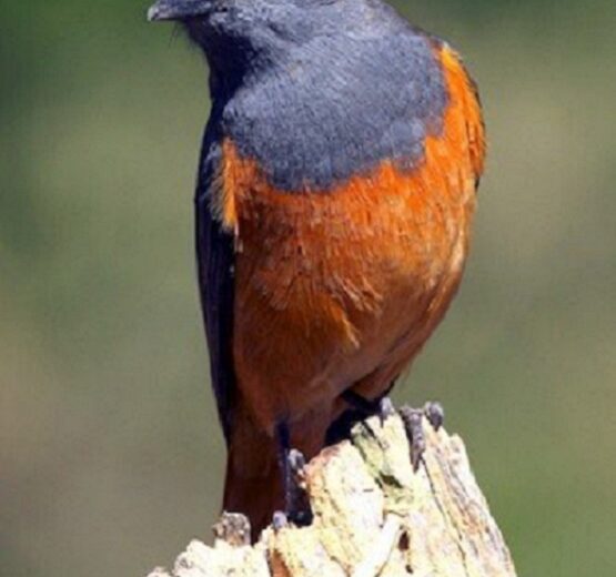 14 Days – Bird Watching Tour to Central Ethiopia